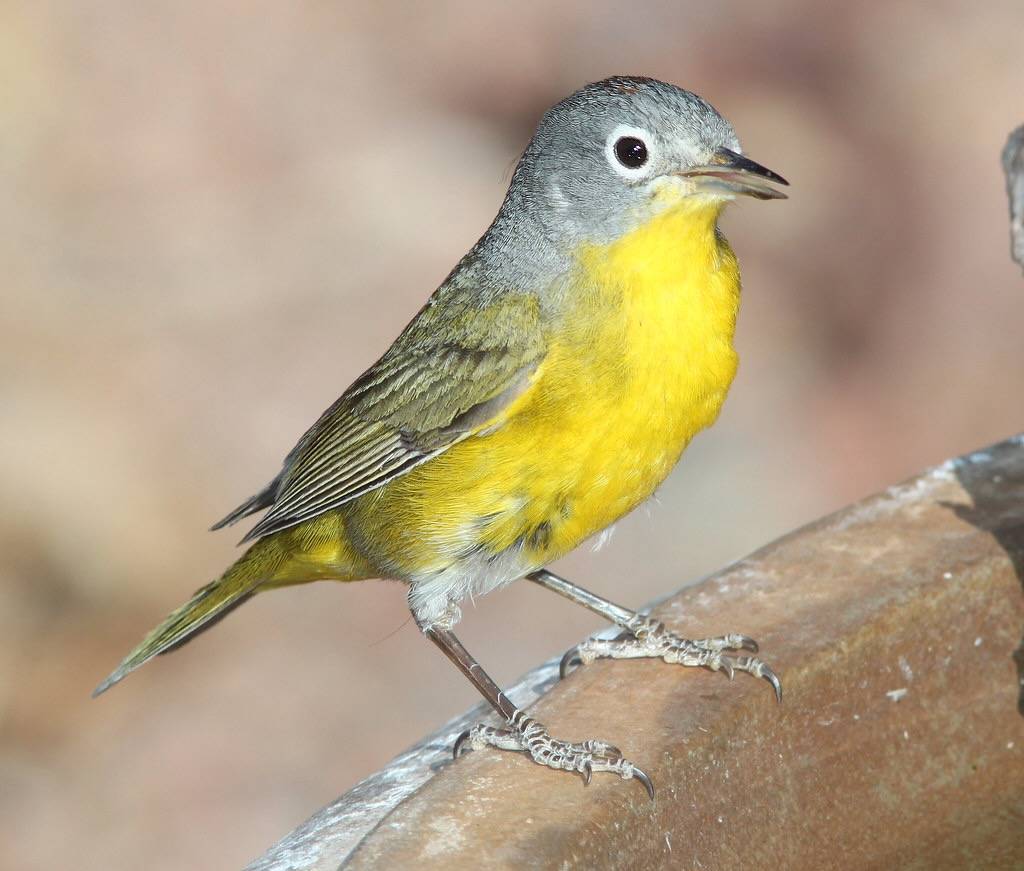 WARBLER, NASHVILLE (3-29-11) 78 circulo montana, patagonia lake ranch estates, scc, az -03 by Sloalan is marked with CC0 1.0.